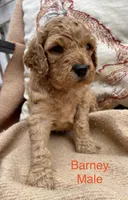 Barney , a male Cockapoo for sale in Abbeville, SC – Photo 2 of 10