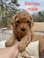 Barney , a male Cockapoo for sale in Abbeville, SC – Photo 3 of 10