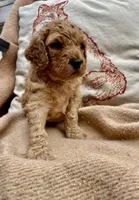 Barney , a male Cockapoo for sale in Abbeville, SC – Photo 6 of 10