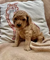 Barney , a male Cockapoo for sale in Abbeville, SC – Photo 7 of 10
