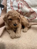 Barney , a male Cockapoo for sale in Abbeville, SC – Photo 10 of 10