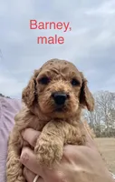 Barney , a male Cockapoo for sale in Abbeville, SC – Photo 1 of 10