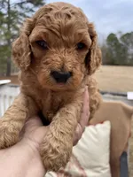 Barney , a male Cockapoo for sale in Abbeville, SC – Photo 4 of 10