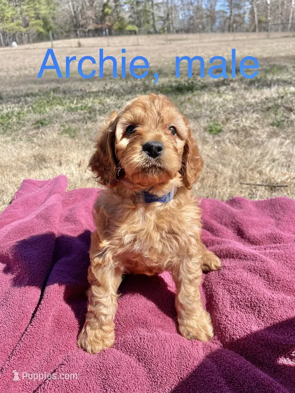Archie