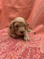 Archie, a male Cockapoo for sale in Abbeville, SC – Photo 10 of 10