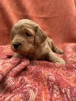 Archie, a male Cockapoo for sale in Abbeville, SC – Photo 5 of 10