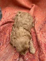 Archie, a male Cockapoo for sale in Abbeville, SC – Photo 9 of 10