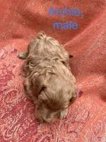 Archie, a male Cockapoo for sale in Abbeville, SC – Photo 3 of 10