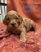 Archie, a male Cockapoo for sale in Abbeville, SC – Photo 2 of 10