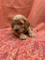 Archie, a male Cockapoo for sale in Abbeville, SC – Photo 7 of 10