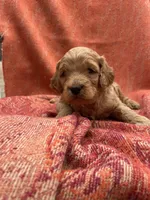 Archie, a male Cockapoo for sale in Abbeville, SC – Photo 6 of 10