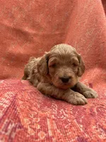 Archie, a male Cockapoo for sale in Abbeville, SC – Photo 8 of 10