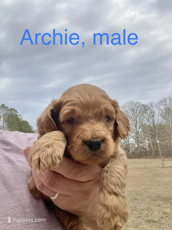 Archie