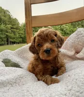 Flicka , a female Cockapoo for sale in Abbeville, SC – 4 of 7