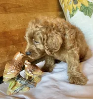 Micky , a male Cockapoo for sale in Abbeville, SC – 10 of 10