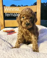 Winnie, a female Cockapoo for sale in Abbeville, SC – 10 of 10