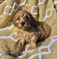 Basil , a female Cockapoo for sale in Abbeville, SC – 1 of 10