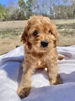 Milo, a male Cockapoo for sale in Abbeville, SC – Photo 3 of 5