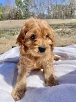 Milo, a male Cockapoo for sale in Abbeville, SC – Photo 5 of 5