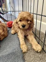 Milo, a male Cockapoo for sale in Abbeville, SC – Photo 4 of 5