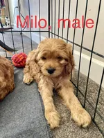 Milo, a male Cockapoo for sale in Abbeville, SC – Photo 2 of 5