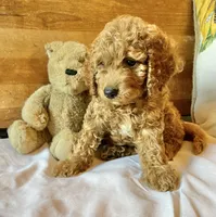 Tango , a male Cockapoo for sale in Abbeville, SC – 10 of 10