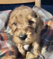 Paris , a female Cockapoo for sale in Abbeville, SC – 4 of 7