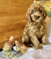 Micky , a male Cockapoo for sale in Abbeville, SC – 6 of 10