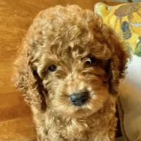 Groovy , a male Cockapoo for sale in Abbeville, SC – 5 of 10