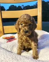 Winnie, a female Cockapoo for sale in Abbeville, SC – 3 of 10