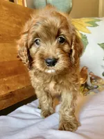 Micky , a male Cockapoo for sale in Abbeville, SC – 9 of 10