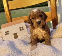 Pongo , a male Cockapoo for sale in Abbeville, SC – 4 of 8