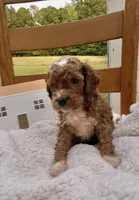 Pongo , a male Cockapoo for sale in Abbeville, SC – 7 of 8