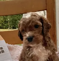Pongo , a male Cockapoo for sale in Abbeville, SC – 2 of 8