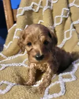 Basil , a female Cockapoo for sale in Abbeville, SC – 8 of 10