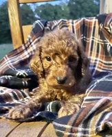 Benji , a male Cockapoo for sale in Abbeville, SC – 5 of 6