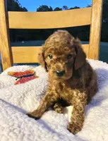 Winnie, a female Cockapoo for sale in Abbeville, SC – 4 of 10