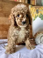 Disco , a male Cockapoo for sale in Abbeville, SC – 4 of 10