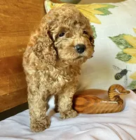 Groovy , a male Cockapoo for sale in Abbeville, SC – 2 of 10