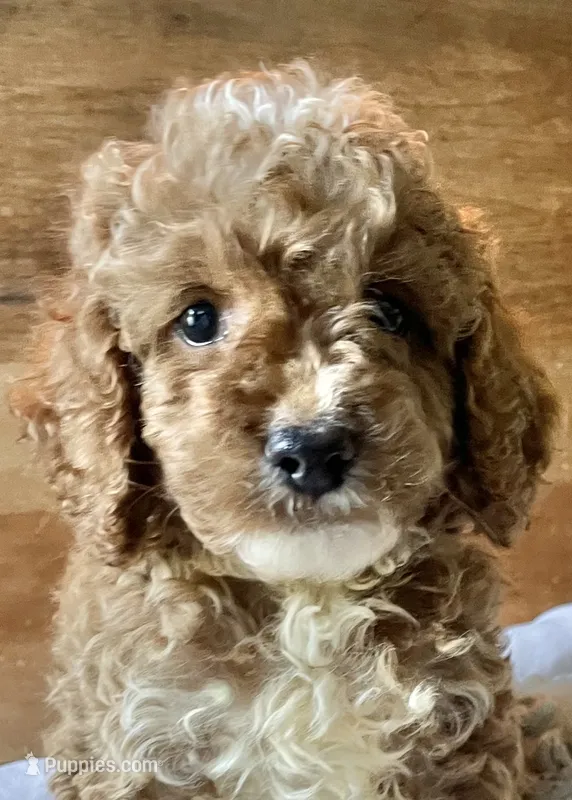 Disco  – Cockapoo puppy for sale in Abbeville, SC