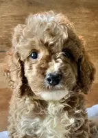 Disco , a male Cockapoo for sale in Abbeville, SC – 7 of 10