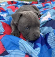 Kali, a female American Bully for sale in Othello, WA – 1 of 2