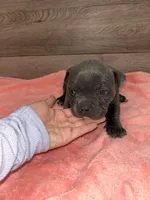 Kali, a female American Bully for sale in Othello, WA – 2 of 2