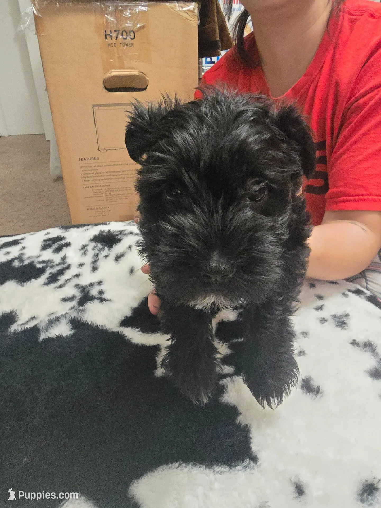 Midnight – Miniature Schnauzer puppy for sale in Orlando, FL