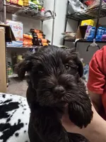 Ferrero Rocher, a male Miniature Schnauzer for sale in Orlando, FL – Photo 1 of 10