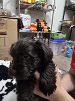 Ferrero Rocher, a male Miniature Schnauzer for sale in Orlando, FL – Photo 4 of 10