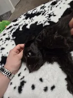 Ferrero Rocher, a male Miniature Schnauzer for sale in Orlando, FL – Photo 9 of 10