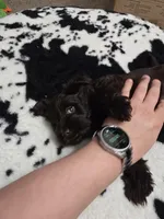 Ferrero Rocher, a male Miniature Schnauzer for sale in Orlando, FL – Photo 10 of 10