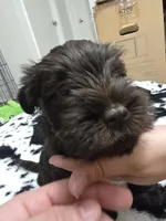 Ferrero Rocher, a male Miniature Schnauzer for sale in Orlando, FL – Photo 6 of 10