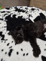 Ferrero Rocher, a male Miniature Schnauzer for sale in Orlando, FL – Photo 7 of 10